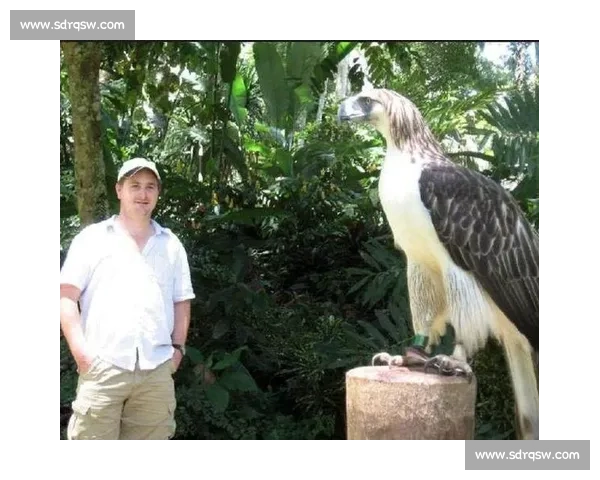 天空霸主之争鹰vs雕生存智慧与力量终极较量高空自然法则王者